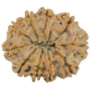 10 Mukhi Rudraksha 26.1mm 4.43gm - Rudraksha back