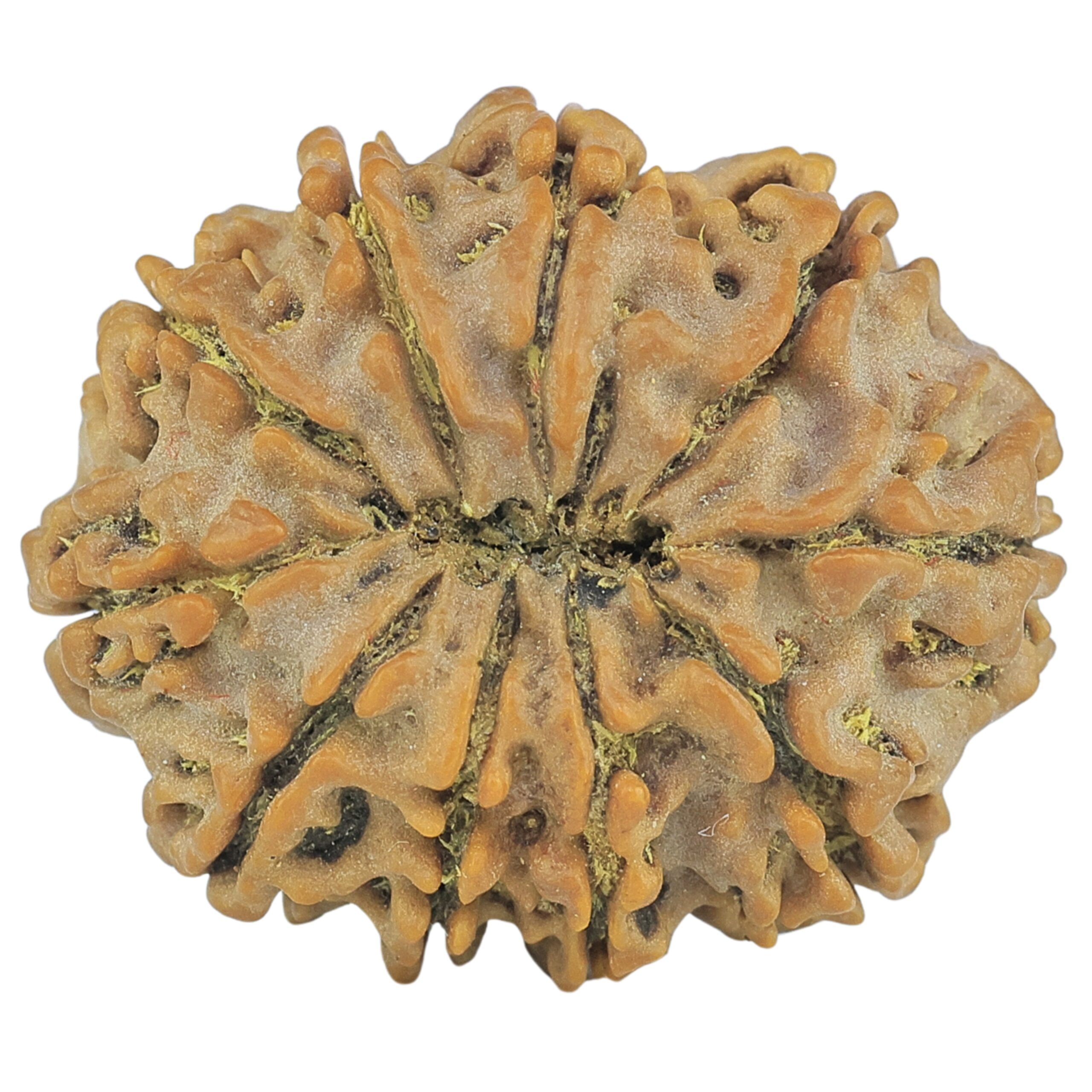 10 Mukhi Rudraksha 26.1mm 4.43gm - Rudraksha back