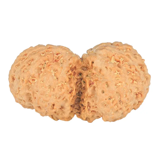 9 MK Gaurishankar 38.8mm 8.31gm - Rudraksha back