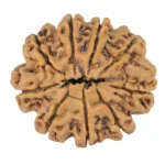 9 Mukhi Rudraksha 24.8mm 3.64gm - Rudraksha back