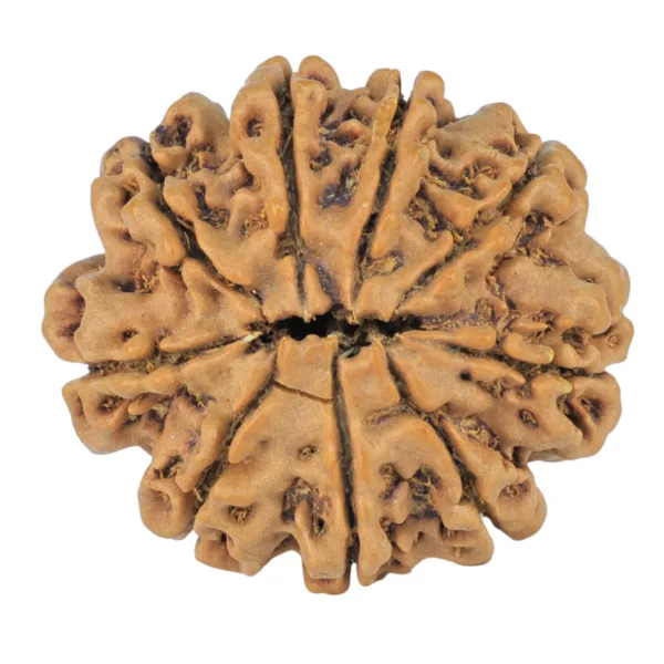 9 Mukhi Rudraksha 24.8mm 3.64gm - Rudraksha back