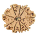 9 Mukhi Rudraksha 25.2mm 3.16gm - Rudraksha back
