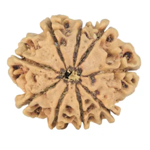 9 Mukhi Rudraksha 25.2mm 3.16gm - Rudraksha back