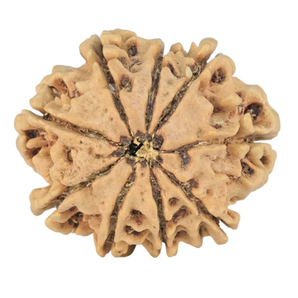 9 Mukhi Rudraksha 25.2mm 3.16gm - Rudraksha back