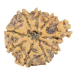 9 Mukhi Ganesh 25.8mm 3.61gm - Rudraksha back