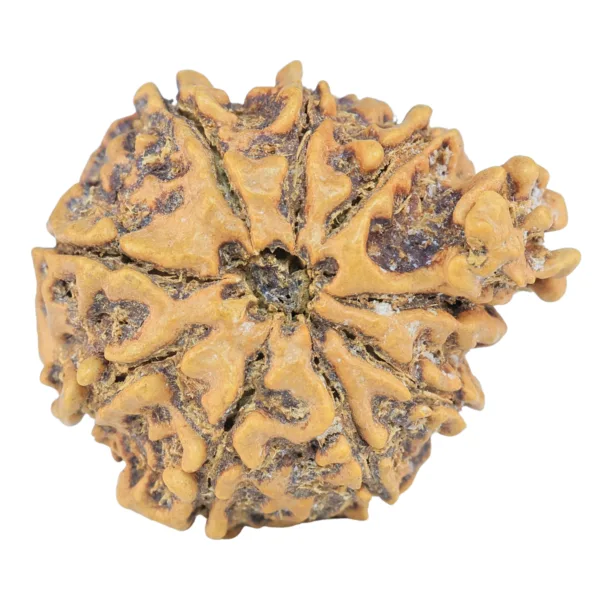 9 Mukhi Ganesh 25.8mm 3.61gm - Rudraksha back