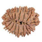 16 Mukhi Rudraksha 23.2mm 2.88gm - Rudraksha back