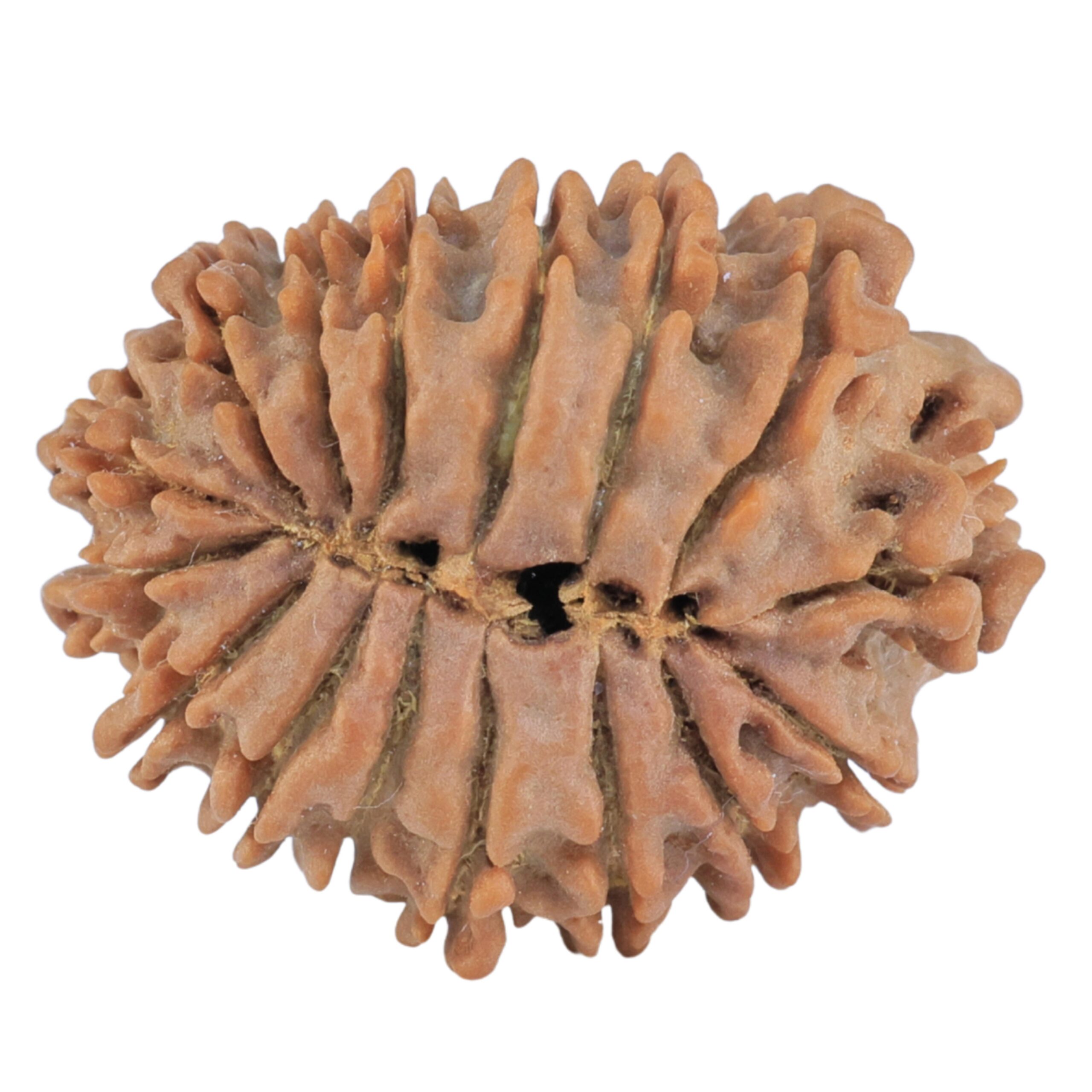 16 Mukhi Rudraksha 23.2mm 2.88gm - Rudraksha back