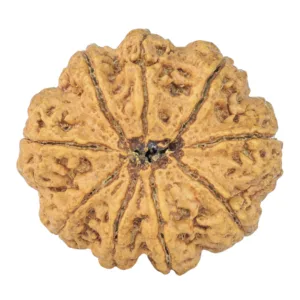 9 Mukhi Rudraksha 30.9mm 7gm - Rudraksha back
