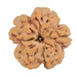 1MK(Underdeveloped) 23.2mm 4.15gm - Rudraksha back