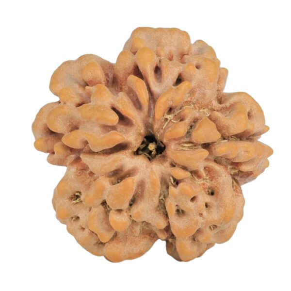 1MK(Underdeveloped) 23.2mm 4.15gm - Rudraksha back