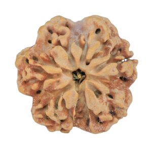 1MK(Underdeveloped) 24.4mm 4.65gm - Rudraksha back