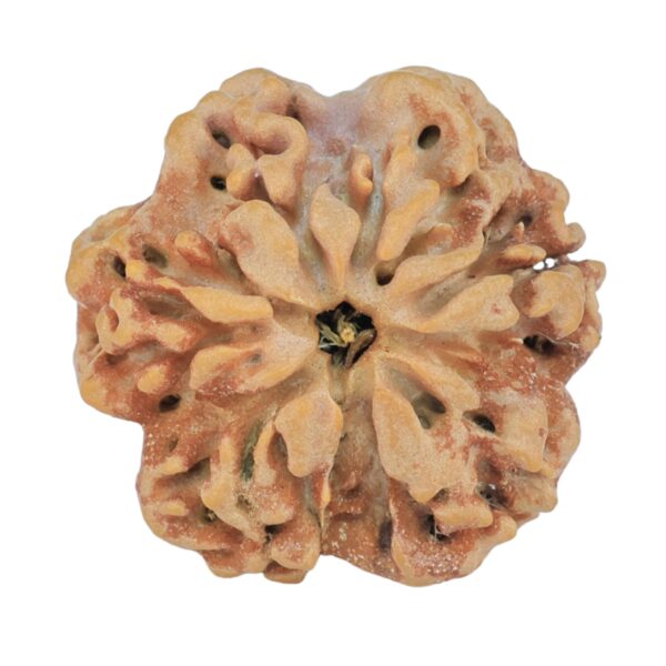 1MK(Underdeveloped) 24.4mm 4.65gm - Rudraksha back