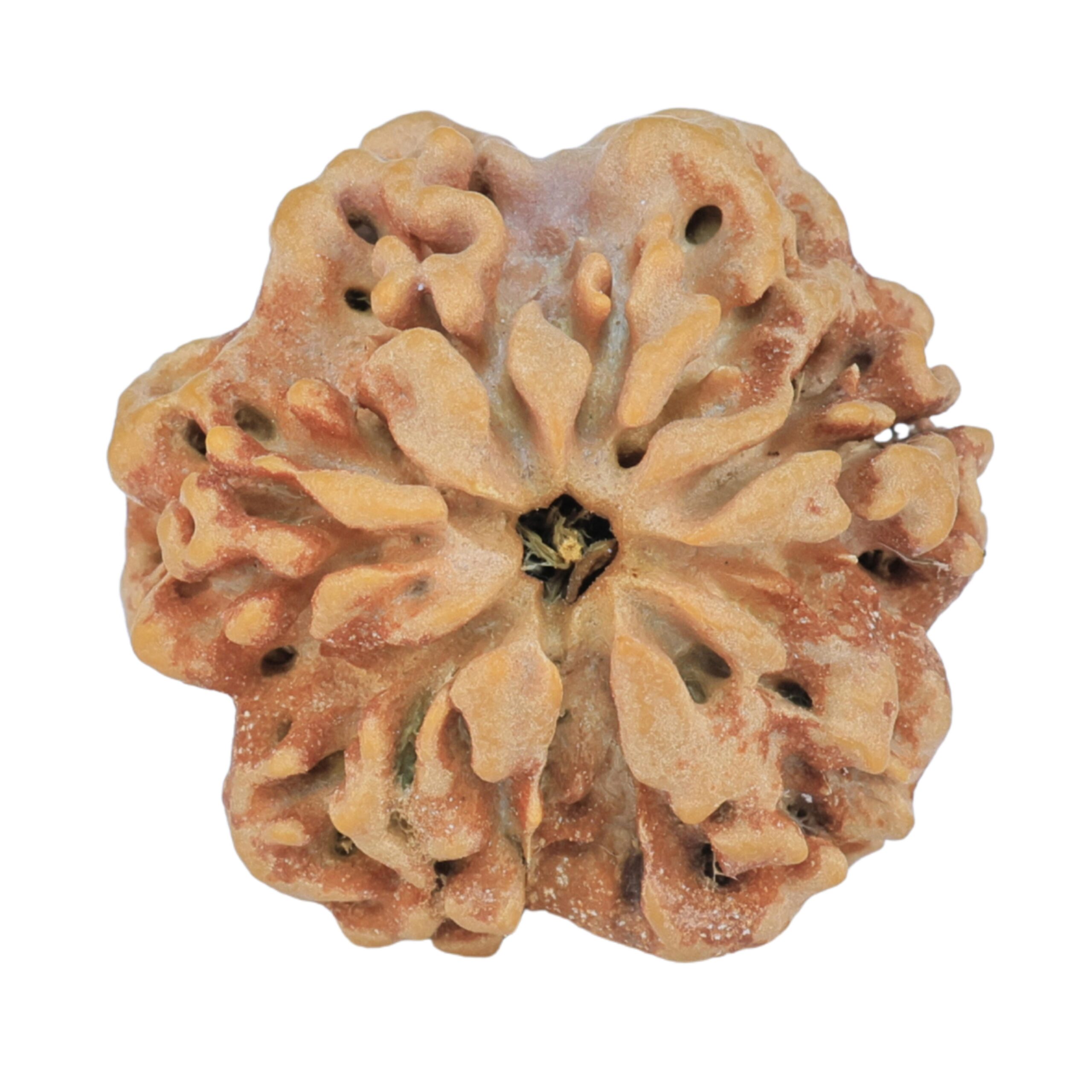 1MK(Underdeveloped) 24.4mm 4.65gm - Rudraksha back
