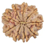 9 Mukhi Rudraksha 27.9mm 7.32gm - Rudraksha back