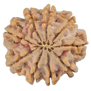 9 Mukhi Rudraksha 27.9mm 7.32gm - Rudraksha back