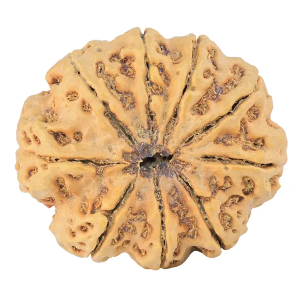 9 Mukhi Rudraksha 33.9mm 8.36gm - Rudraksha back