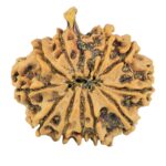 11 Mukhi Ganesh 25mm 3.47gm - Rudraksha back