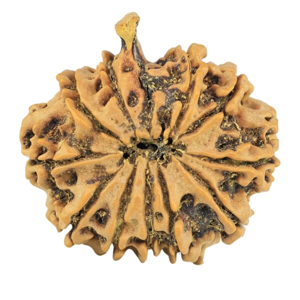 11 Mukhi Ganesh 25mm 3.47gm - Rudraksha back