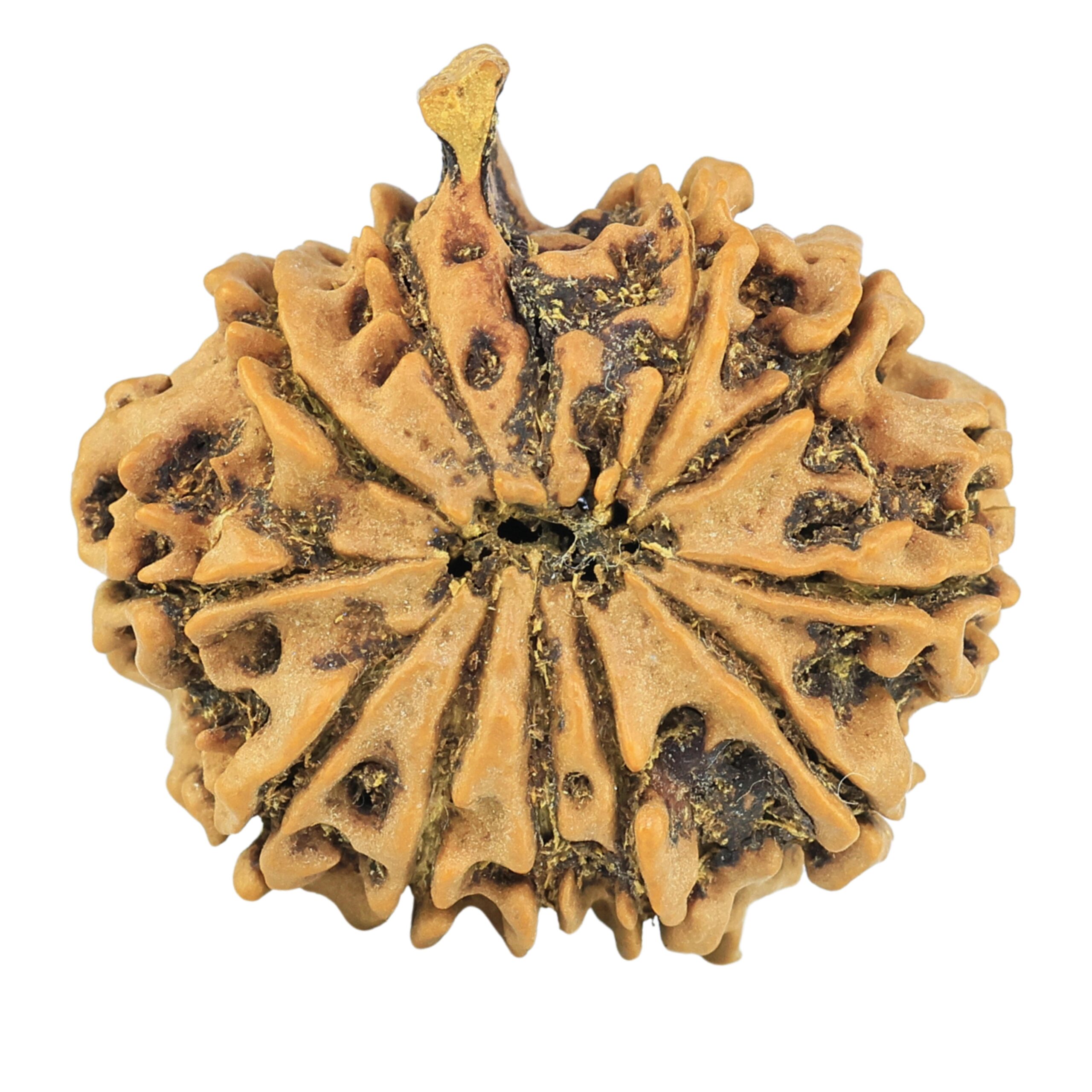 11 Mukhi Ganesh 25mm 3.47gm - Rudraksha back