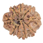 9 Mukhi Rudraksha 25.4mm 5.09gm - Rudraksha back