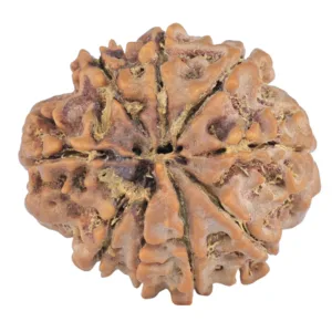 9 Mukhi Rudraksha 25.4mm 5.09gm - Rudraksha back