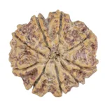 9 Mukhi Rudraksha 30.1mm 6.93gm - Rudraksha back