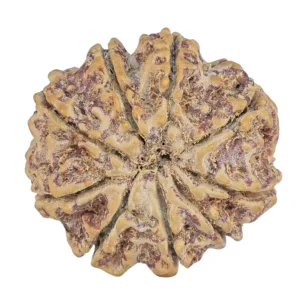 9 Mukhi Rudraksha 30.1mm 6.93gm - Rudraksha back