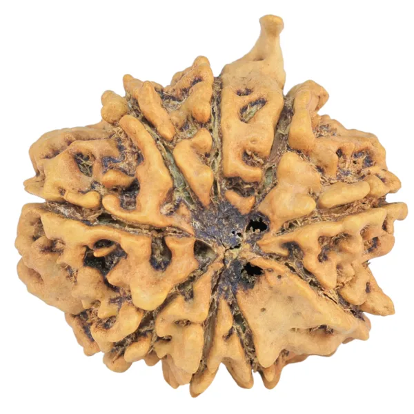 9 Mukhi Ganesh 25.6mm 4.06gm - Rudraksha back