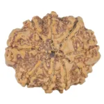9 Mukhi Rudraksha 25.2mm 4.31gm - Rudraksha back