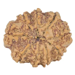 9 Mukhi Rudraksha 25.2mm 4.31gm - Rudraksha back