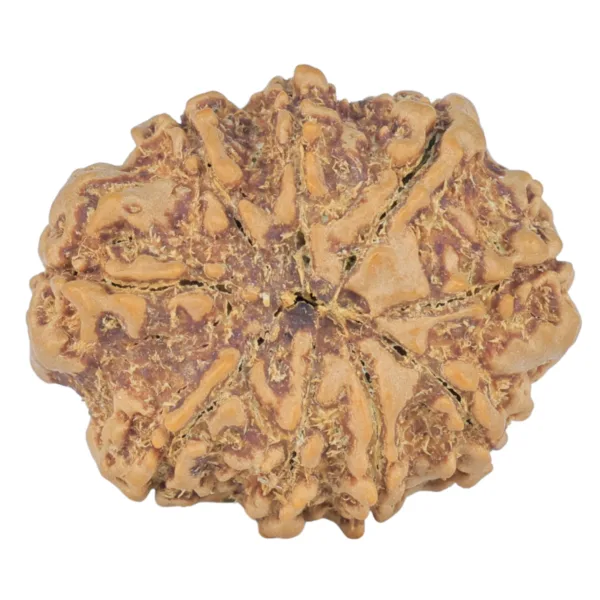 9 Mukhi Rudraksha 25.2mm 4.31gm - Rudraksha back