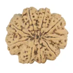 9 Mukhi Rudraksha 34mm 9.07gm - Rudraksha back
