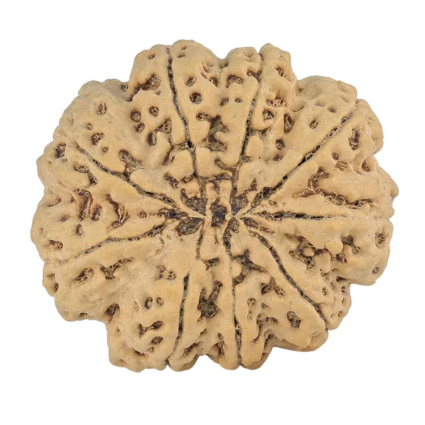 9 Mukhi Rudraksha 34mm 9.07gm - Rudraksha back