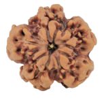1MK(Underdeveloped) 23.9mm 3.86gm - Rudraksha back