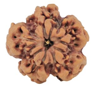 1MK(Underdeveloped) 23.9mm 3.86gm - Rudraksha back