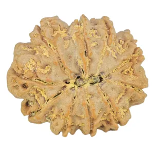 10 Mukhi Rudraksha 30.1mm 7.06gm - Rudraksha back