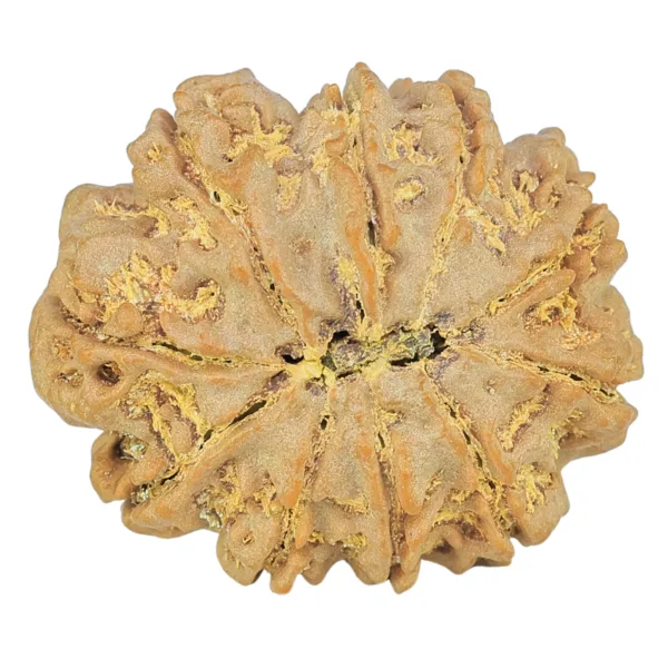 10 Mukhi Rudraksha 30.1mm 7.06gm - Rudraksha back