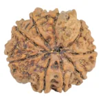 9 Mukhi Ganesh 24mm 3.64gm - Rudraksha back