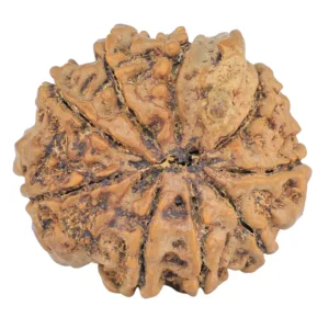 9 Mukhi Ganesh 24mm 3.64gm - Rudraksha back