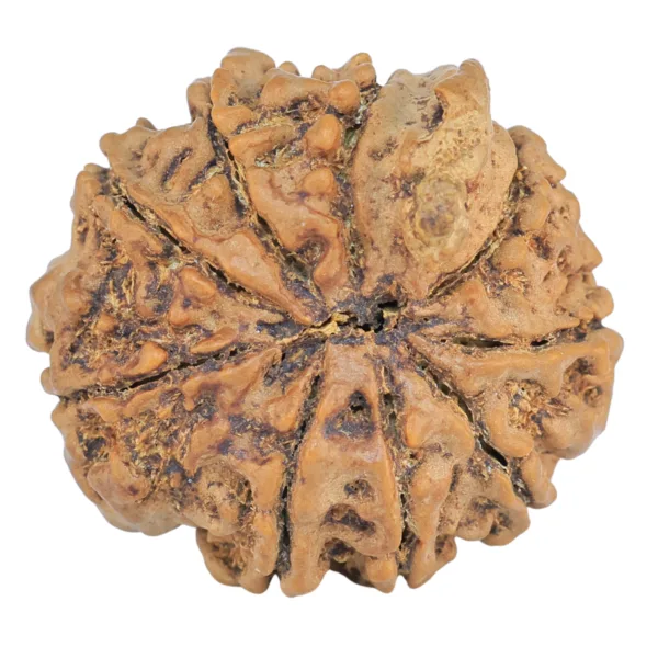 9 Mukhi Ganesh 24mm 3.64gm - Rudraksha back