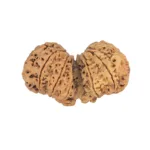 11 MK Gaurishankar 48mm 10.65gm - Rudraksha back