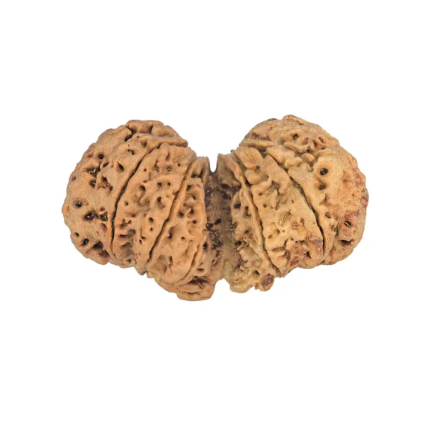 11 MK Gaurishankar 48mm 10.65gm - Rudraksha back