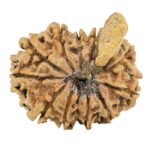 11 Mukhi Ganesh 22.3mm 2.37gm - Rudraksha back