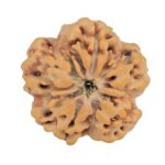 1MK(Underdeveloped) 24.4mm 4.48gm - Rudraksha back