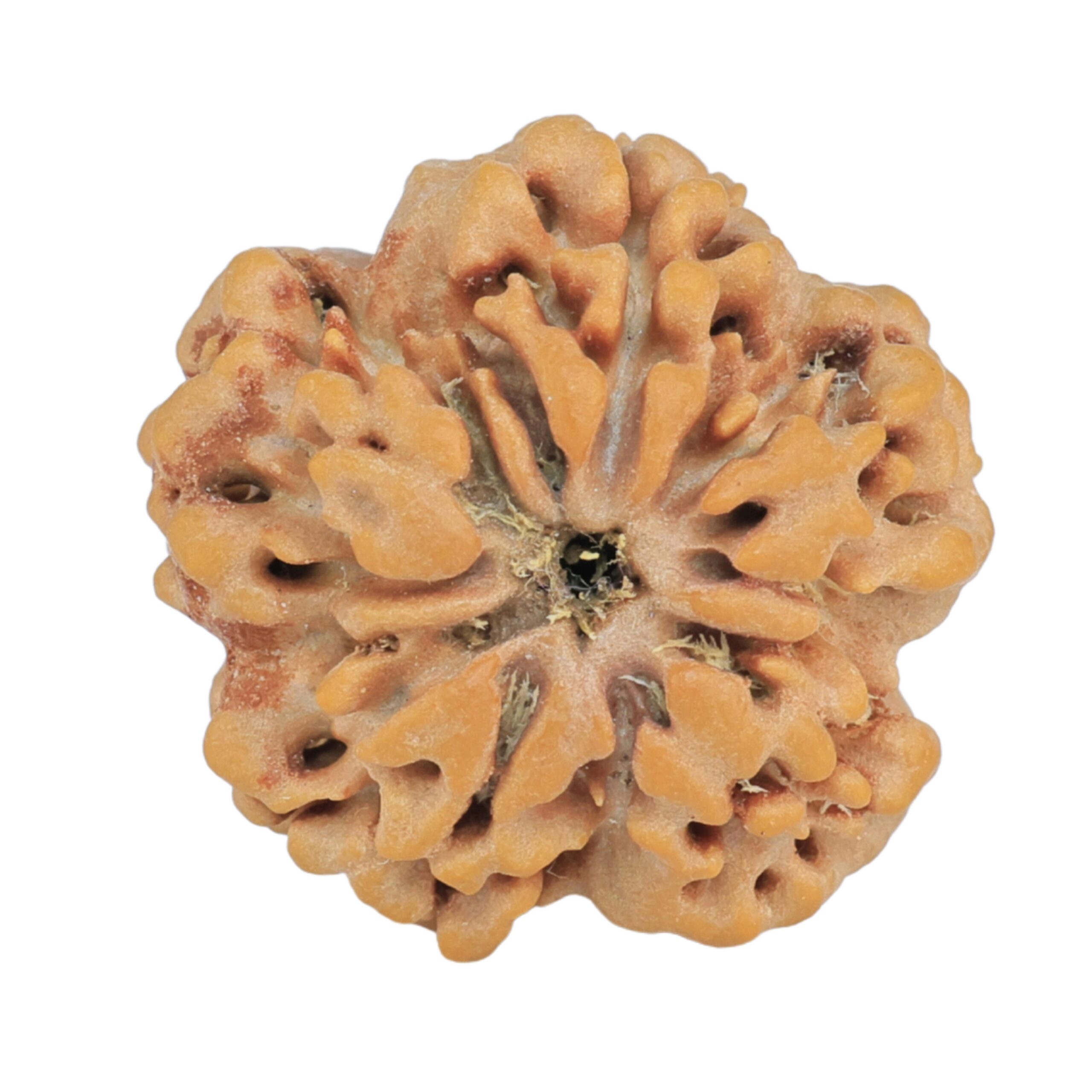 1MK(Underdeveloped) 24.4mm 4.48gm - Rudraksha back