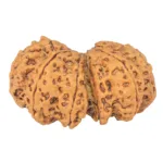 12 MK Gaurishankar 40.9mm 10.08gm - Rudraksha back