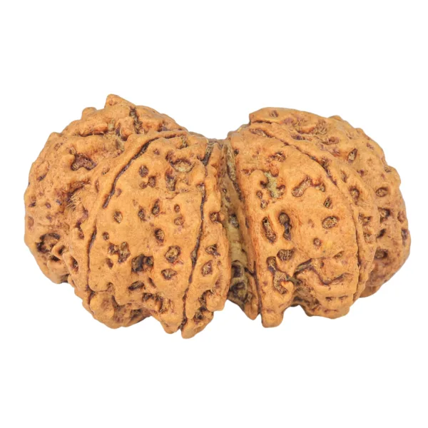 12 MK Gaurishankar 40.9mm 10.08gm - Rudraksha back