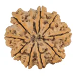 9 Mukhi Rudraksha 30.9mm 7.25gm - Rudraksha back