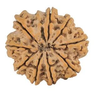 9 Mukhi Rudraksha 30.9mm 7.25gm - Rudraksha back